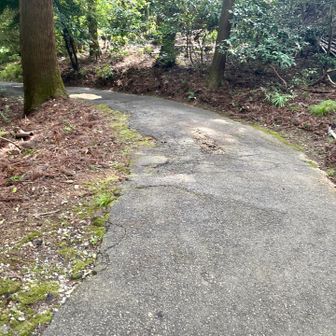 あれ？舗装路で下るの？これは間違えた？
