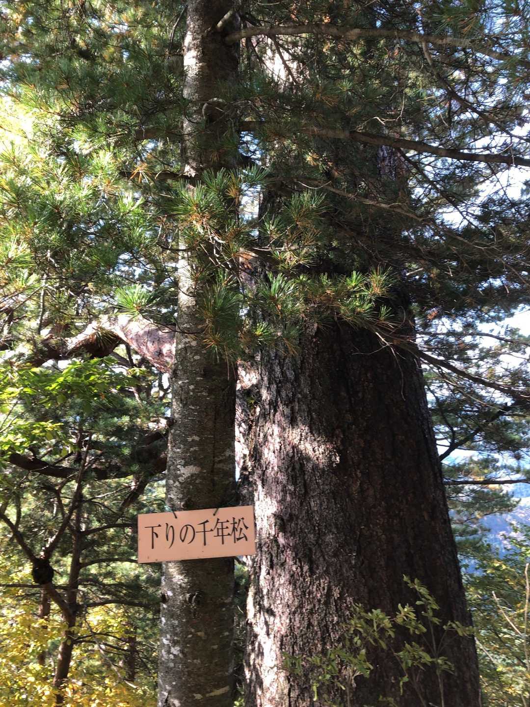 巨木です、千年松🌲