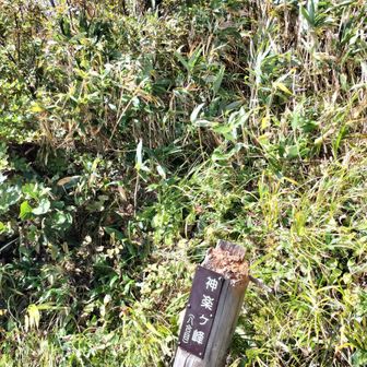 神楽ヶ峰
標識がないとピークとは気付かない感じ