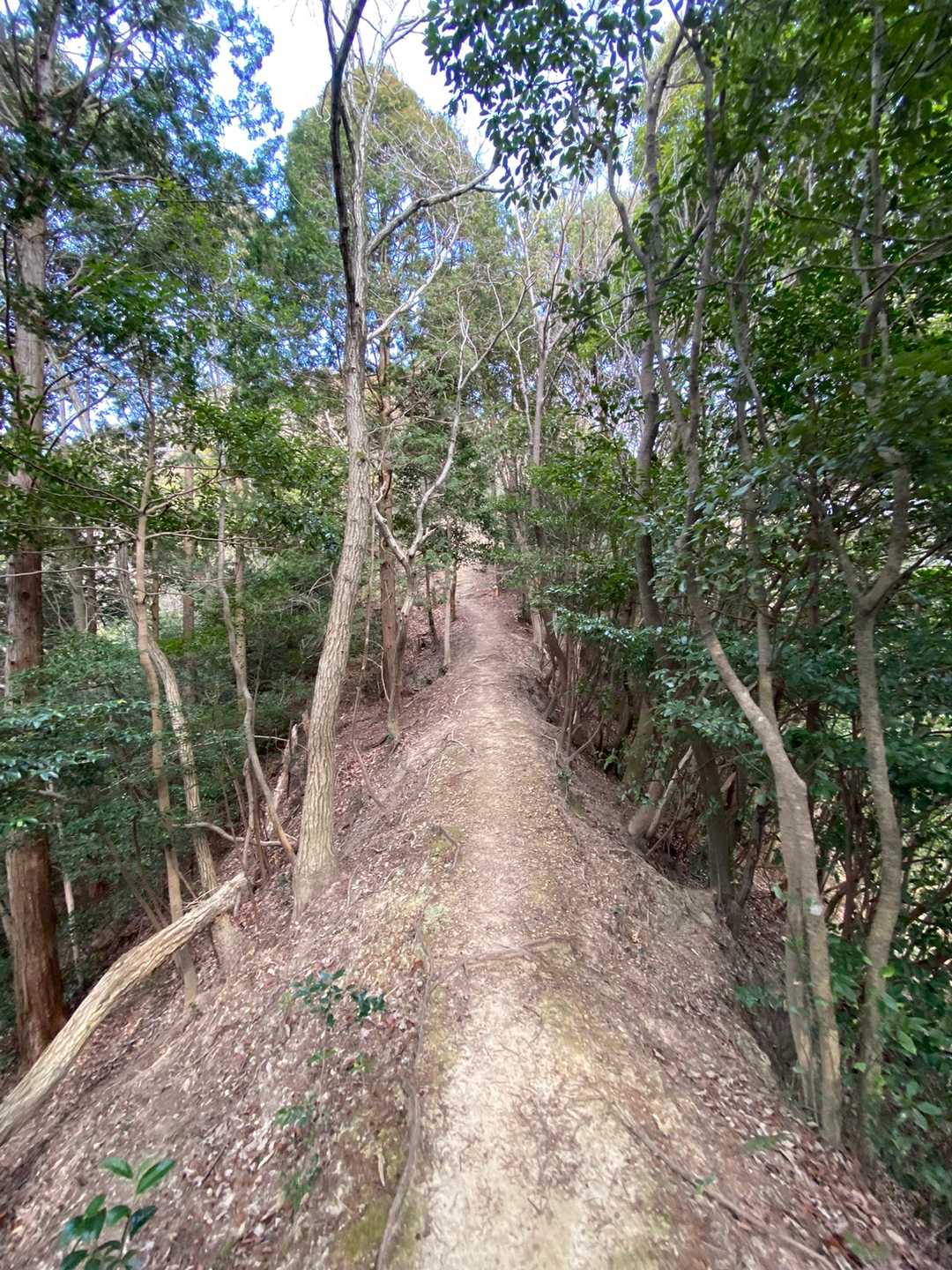 しばらく尾根が続いて