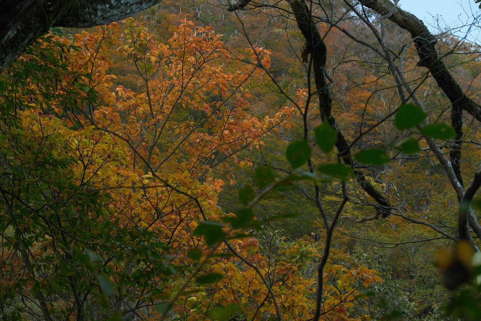 紅葉を楽しみながら進む