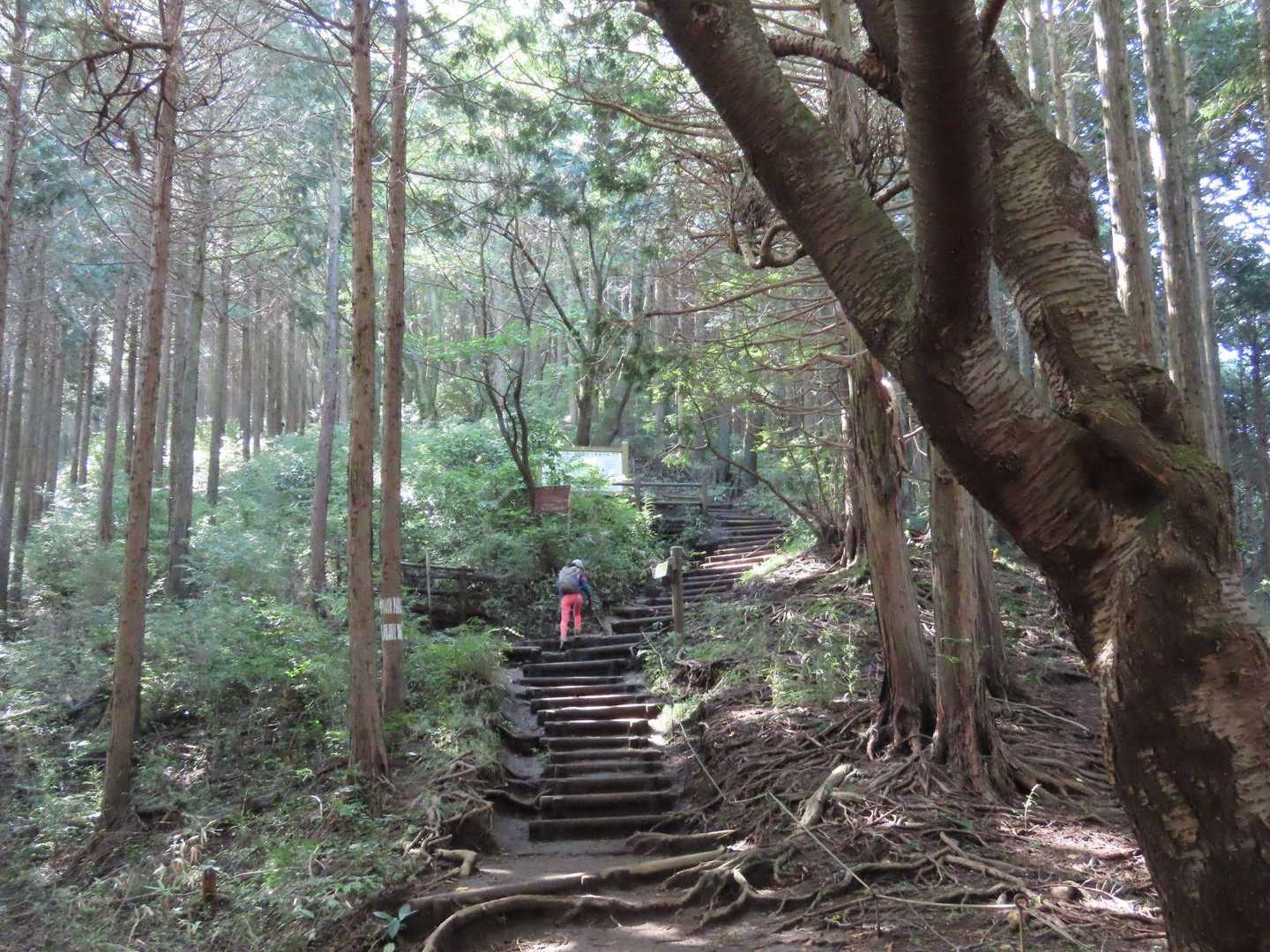 山頂に続く階段道を登ります。