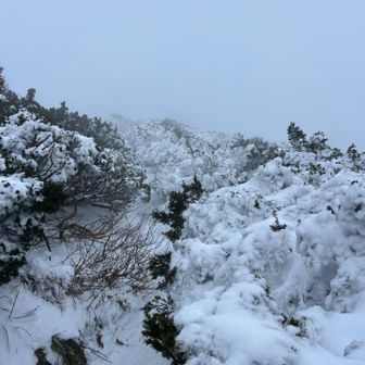 山頂近くは樹氷に