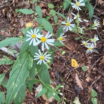 ユウセンギクと思しきお花
そう言えば、月曜日にも見たな