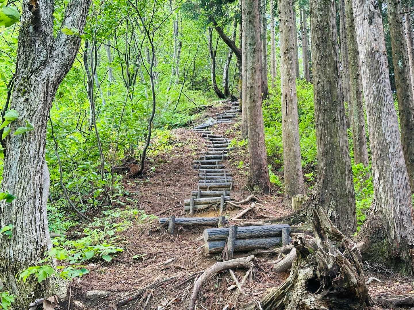 新緑は気持ち良いんやけどこんなに急やったけ〜😇って毎回言っとる😂