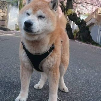 みやこへ