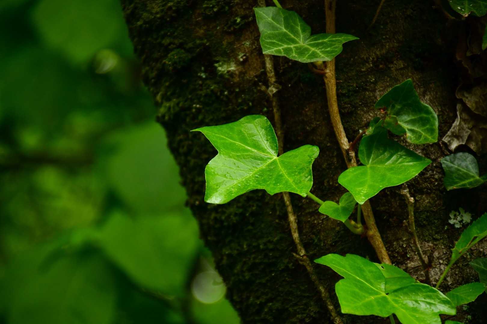 高根山-山星山 周回コースの写真