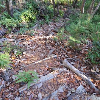 直で下りられるかチャレンジ⤴