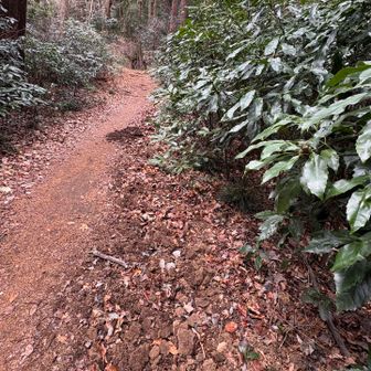 掘り起こした跡が…山友さんが、イノシシがツノで掘って、みみずを食べたんじゃないかと🐗😱