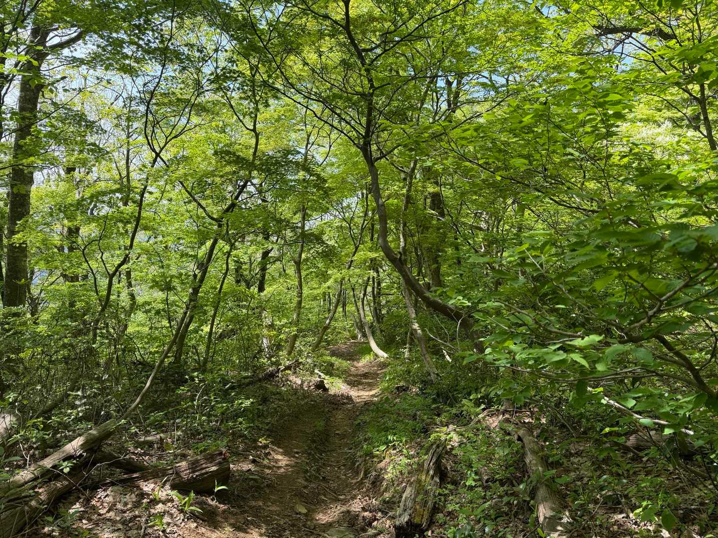 大内谷川登山口-富士写ヶ岳-小倉谷山-火燈山-熊の平-大内 縦走コースの写真