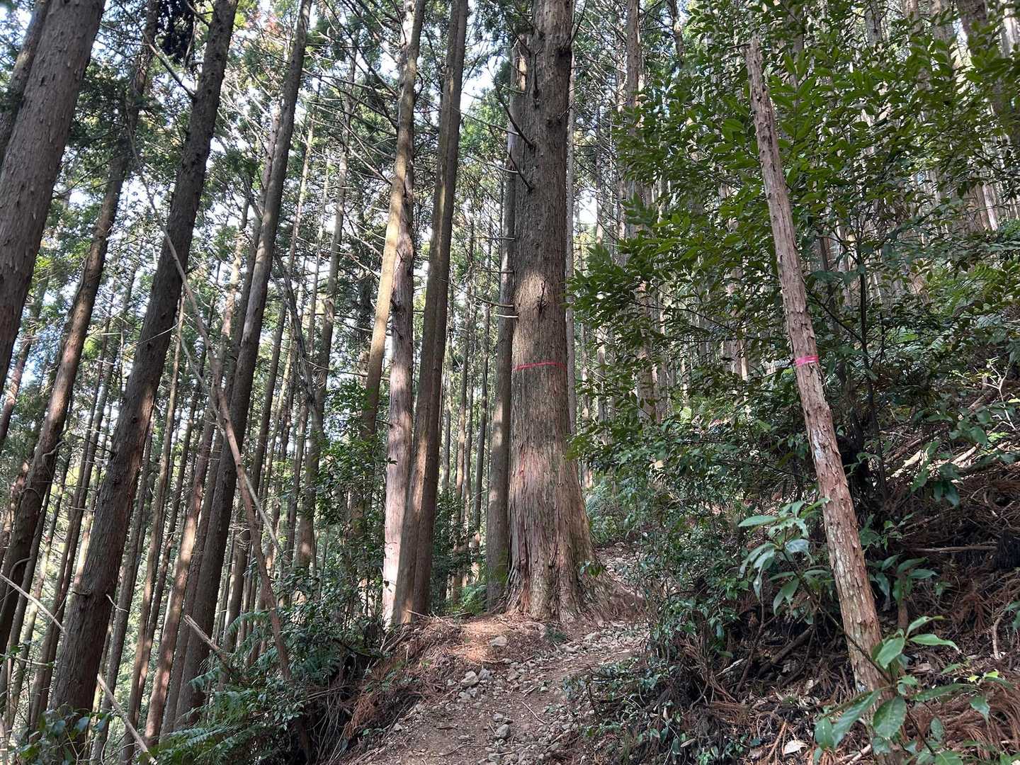しばらく山道を登る