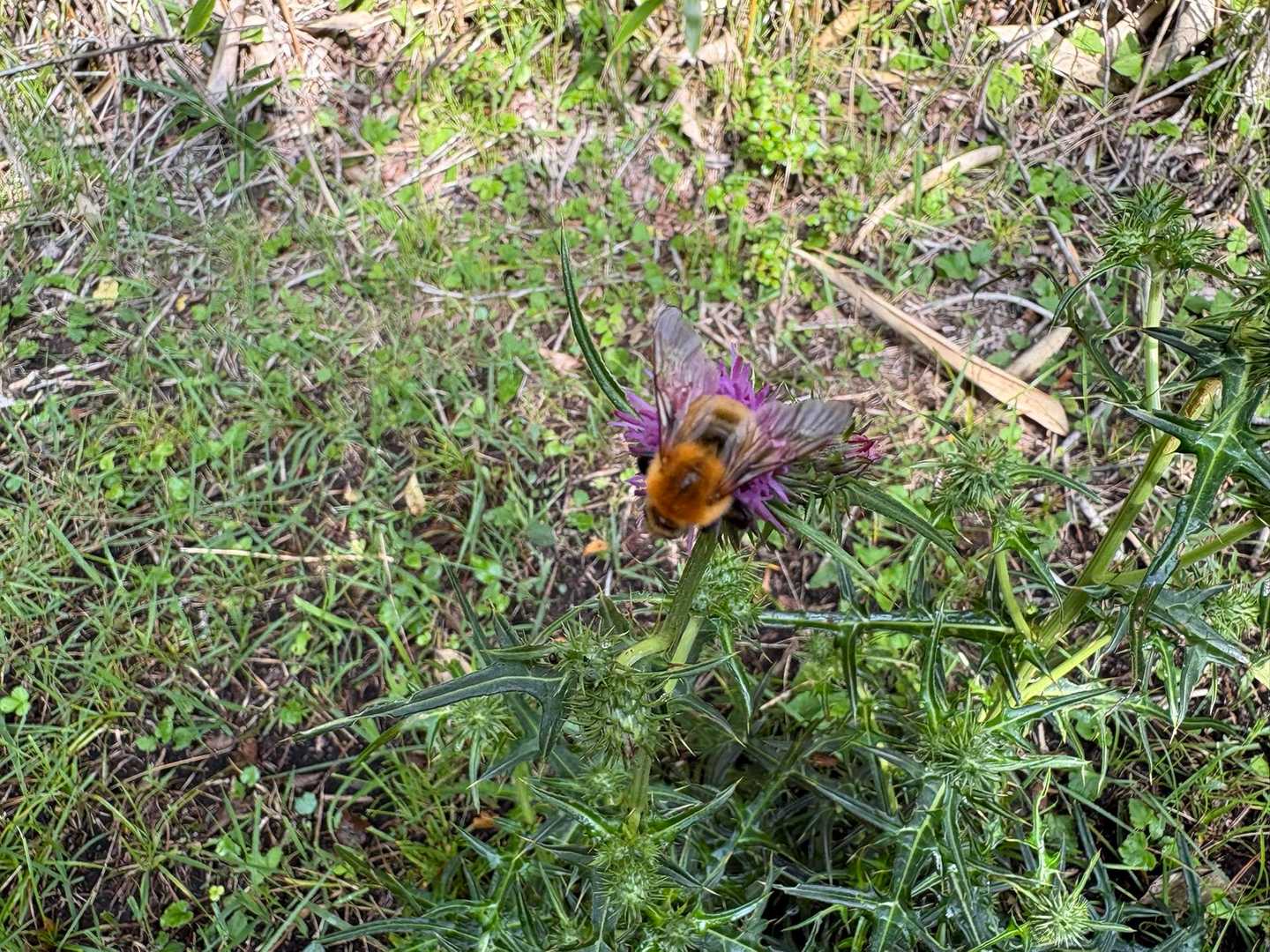 アザミに蜂