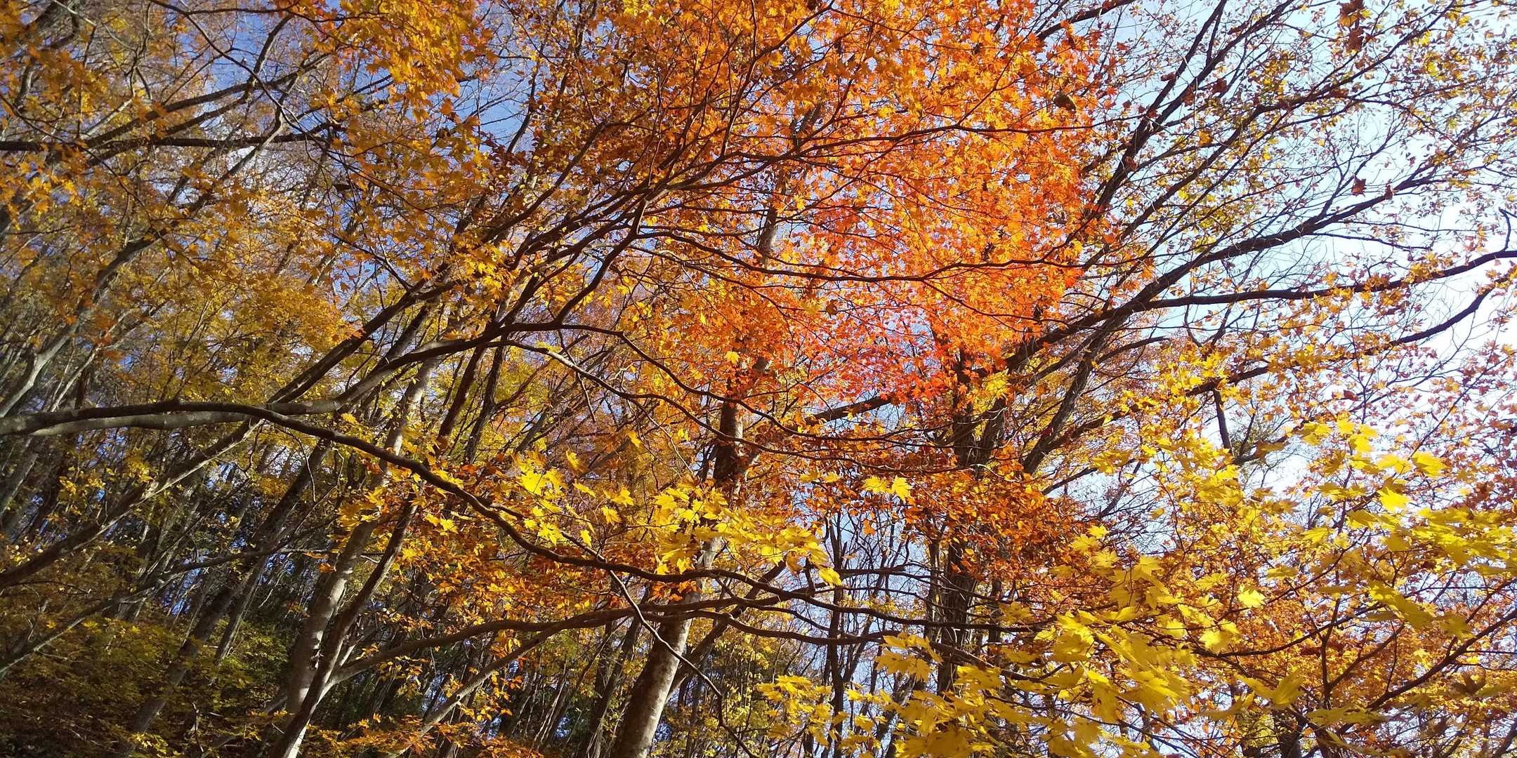 那智の滝付近は紅葉がきれいでした。