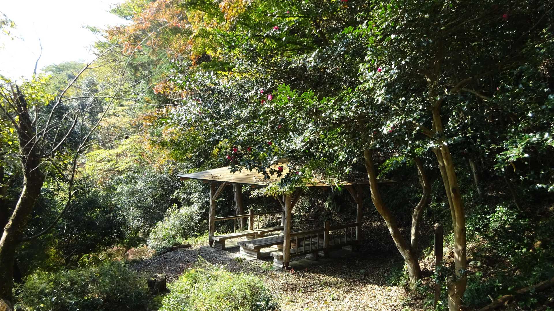 🌺　サザンカ（山茶花）

花言葉は「謙譲」「あなたがもっとも美しい」
(城台山公園「播隆の森」)