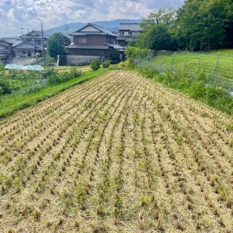稲が刈り取られていました。早く新米が食べたい。