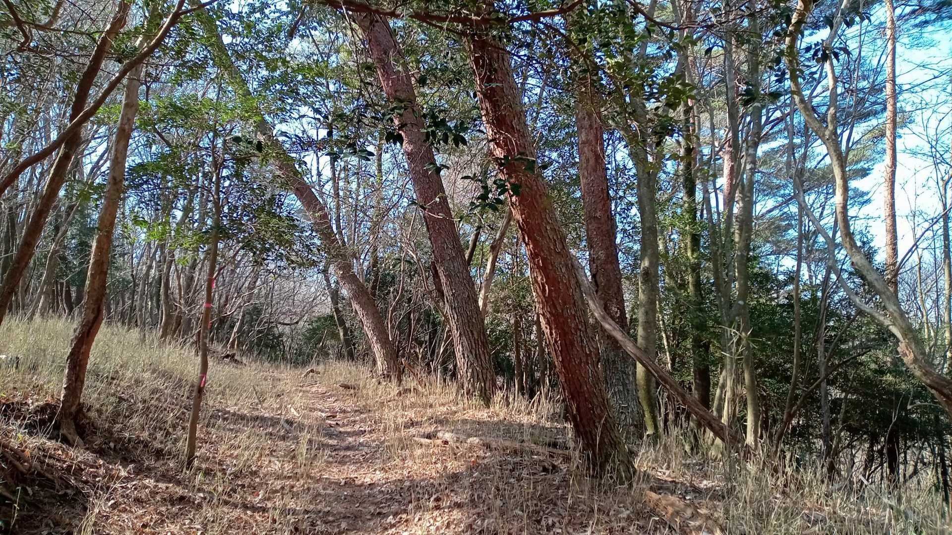 やっと😅まともな所に出て来た❗️
此処に来るまで、糞（クソ）みたいな
杉林ばかりでウンザリしてた。
そう、花粉症🤧🤧の身としては…😡

