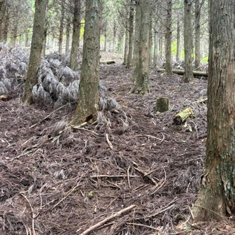 急登が山頂付近まで何かやっと登山したって感じが🤣
