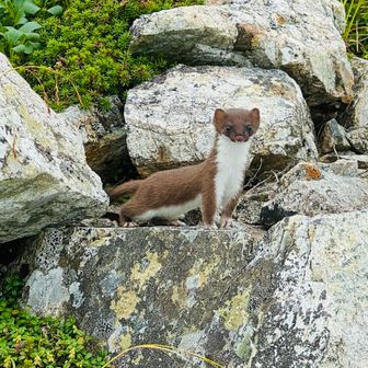 それゆけオコジョ丸