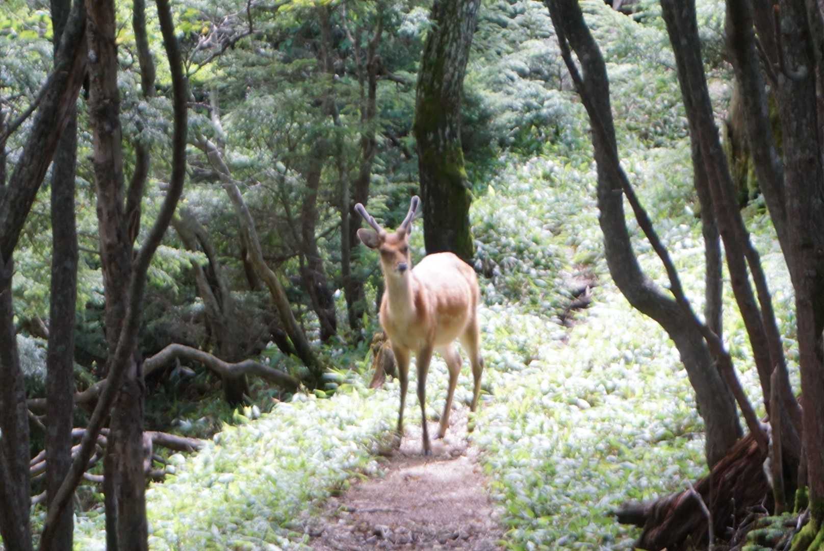 太郎山入口-太郎山登山口-山王帽子山-太郎山-梵字飯場跡 縦走コースの写真