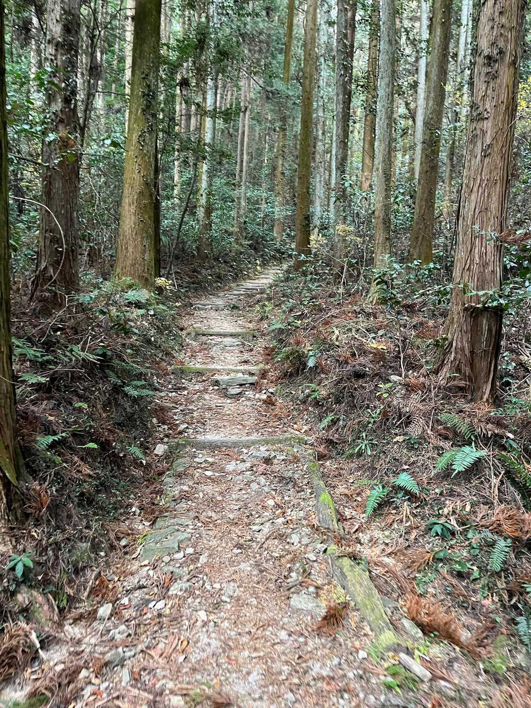 自宅から自転車🚲で25分
桑谷キャンプ場🏕️付近から出発🫡
整備された遊歩道