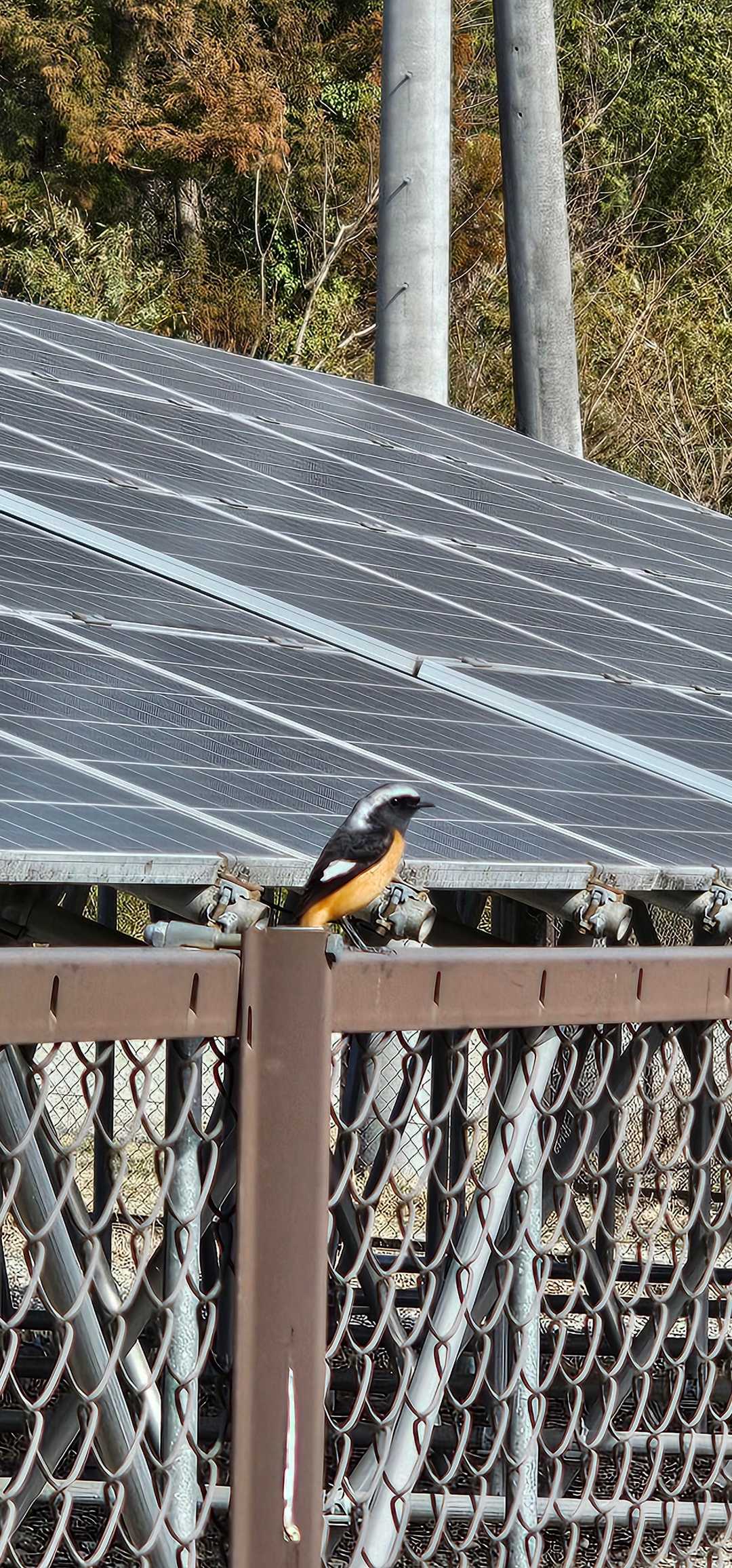 綺麗な鳥
名前わかりません