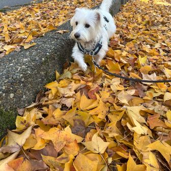 ガサガサいわせて歩くのが楽しいらしい