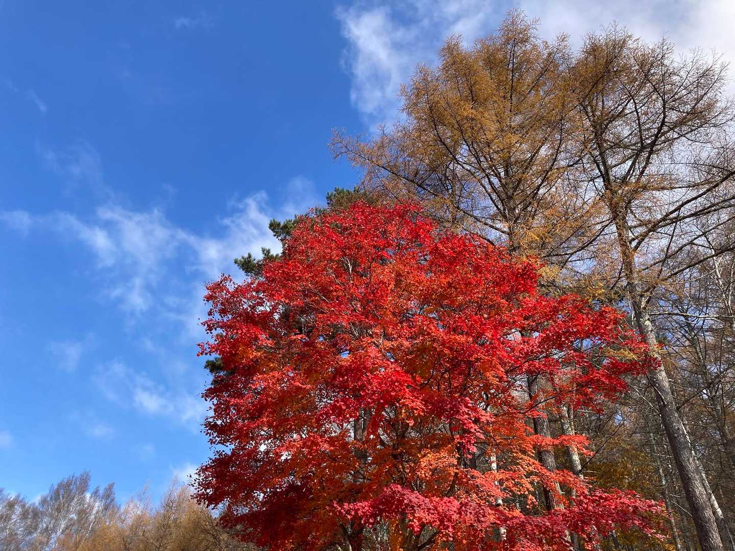 みずがき山自然公園-不動滝-瑞牆山-富士見平小屋 周回コースの写真