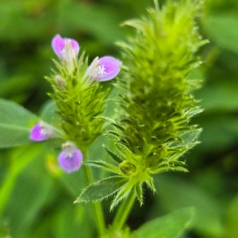 こちらは『キツネノマゴ(狐の孫)』というそう😊
なんと花言葉がちょっと調べてびっくり😲
｢可憐美の極致｣
｢女性の美しさの極致｣
｢この上なくあなたは愛らしくかわいい｣💕