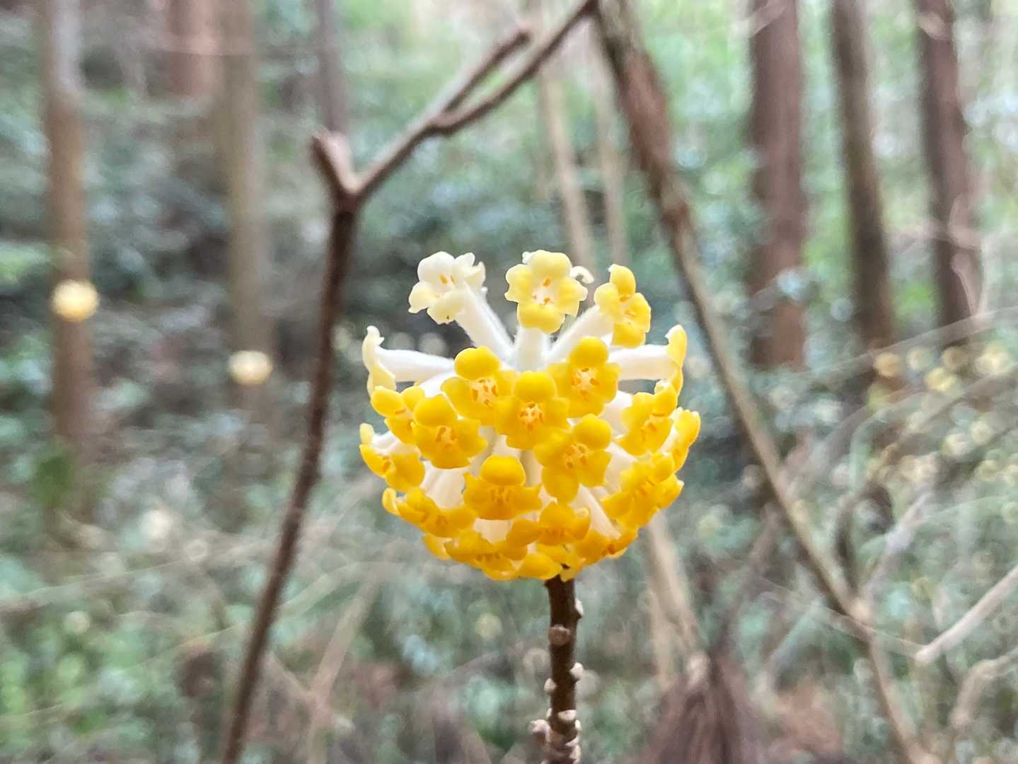 ミツマタ