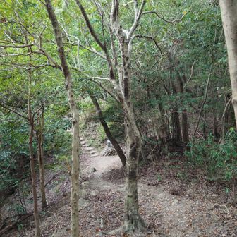 尾根に出て道らしき場所に出てきました