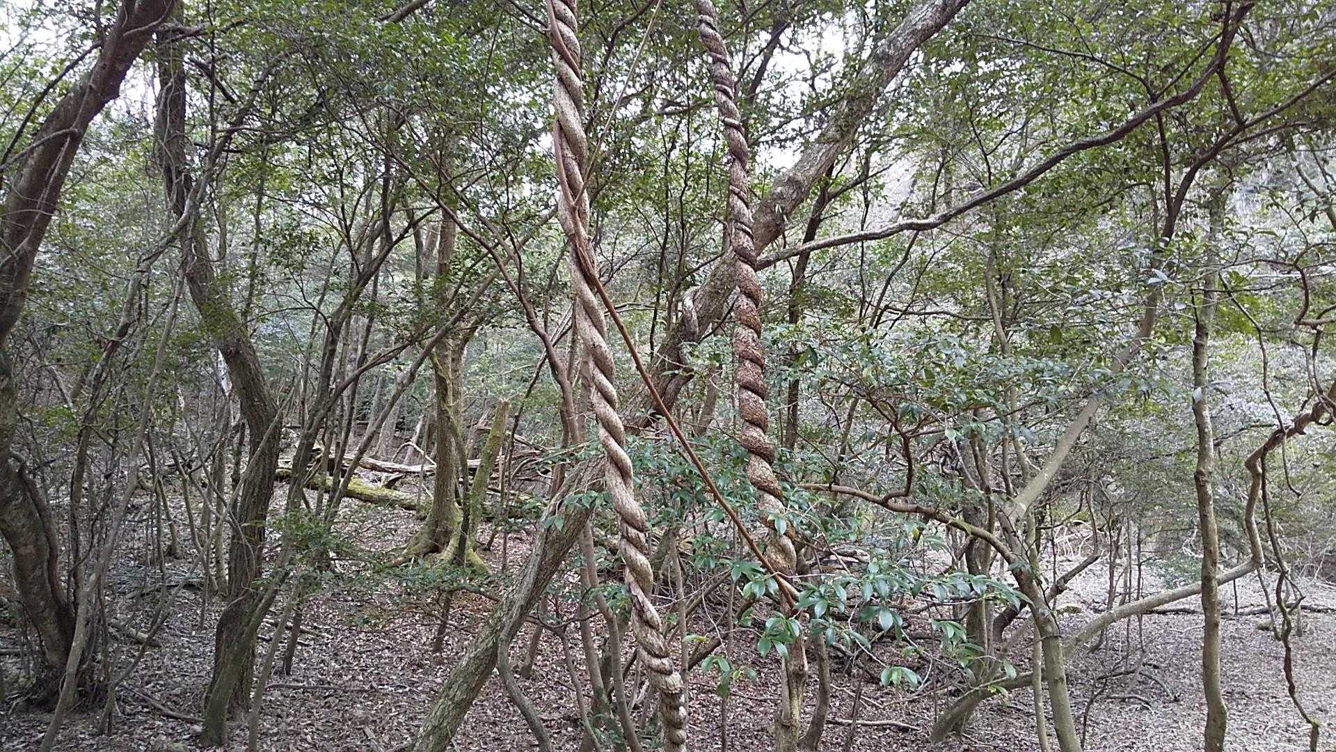 ねじれ過ぎ。
