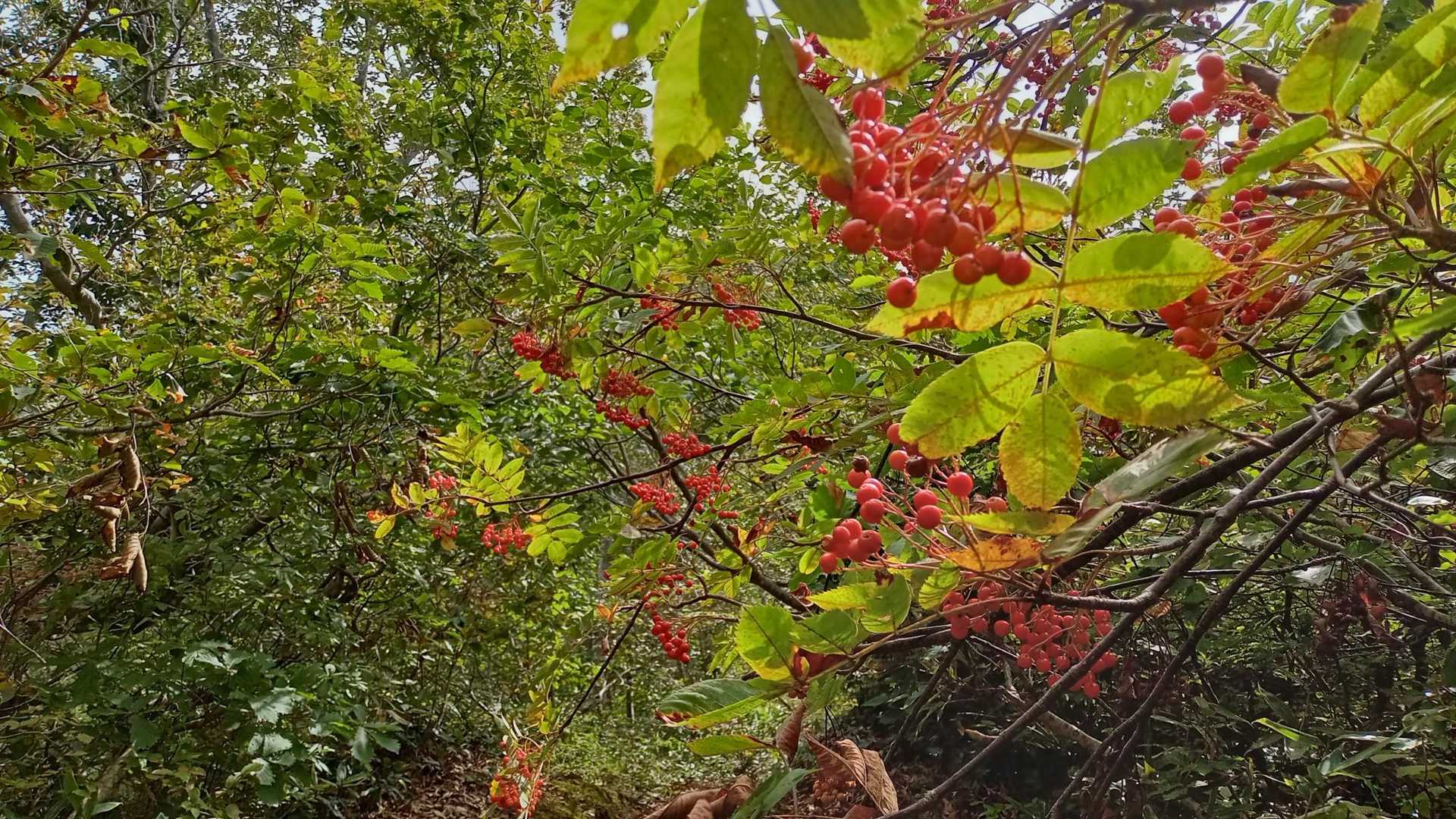 ナナカマド