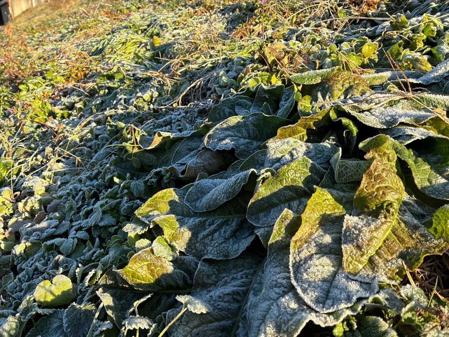 霜がおりてます🥶