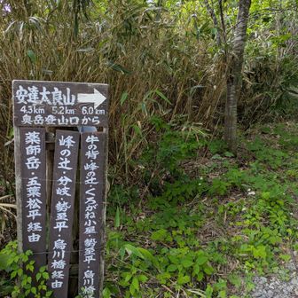 シャクナゲは
まだ咲いてなかった
これからみたいです🤍