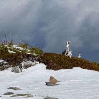 あぁ⤵️😫
この木、まぎらわしいよね😢