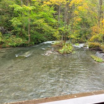 橋の上からの沢も綺麗でね〜😊
