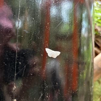 美しい蛾🦋‪笑