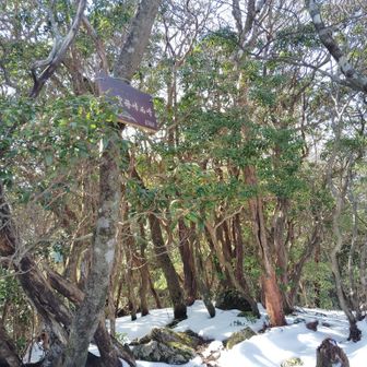P791から20分登ると雲母西峰⛰️