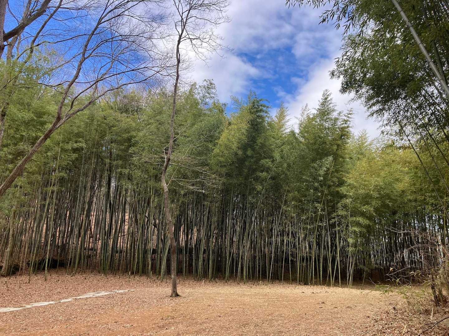 竹林に迷い込む