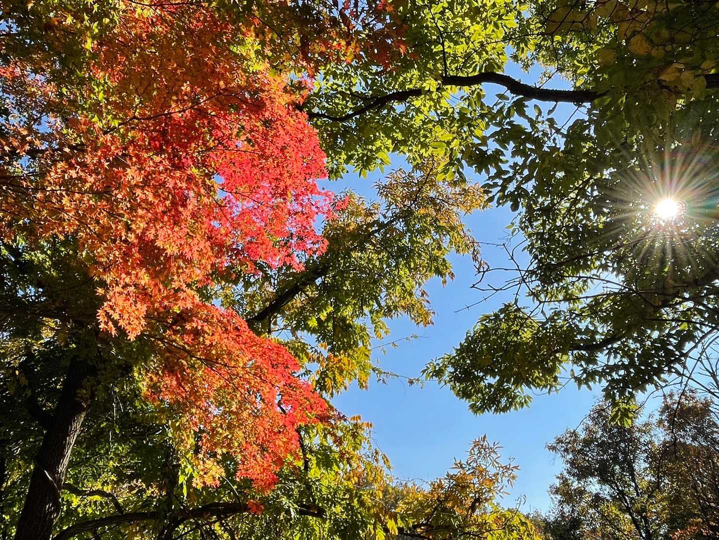 🍁