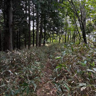 南岳が近くなると笹が出て来た