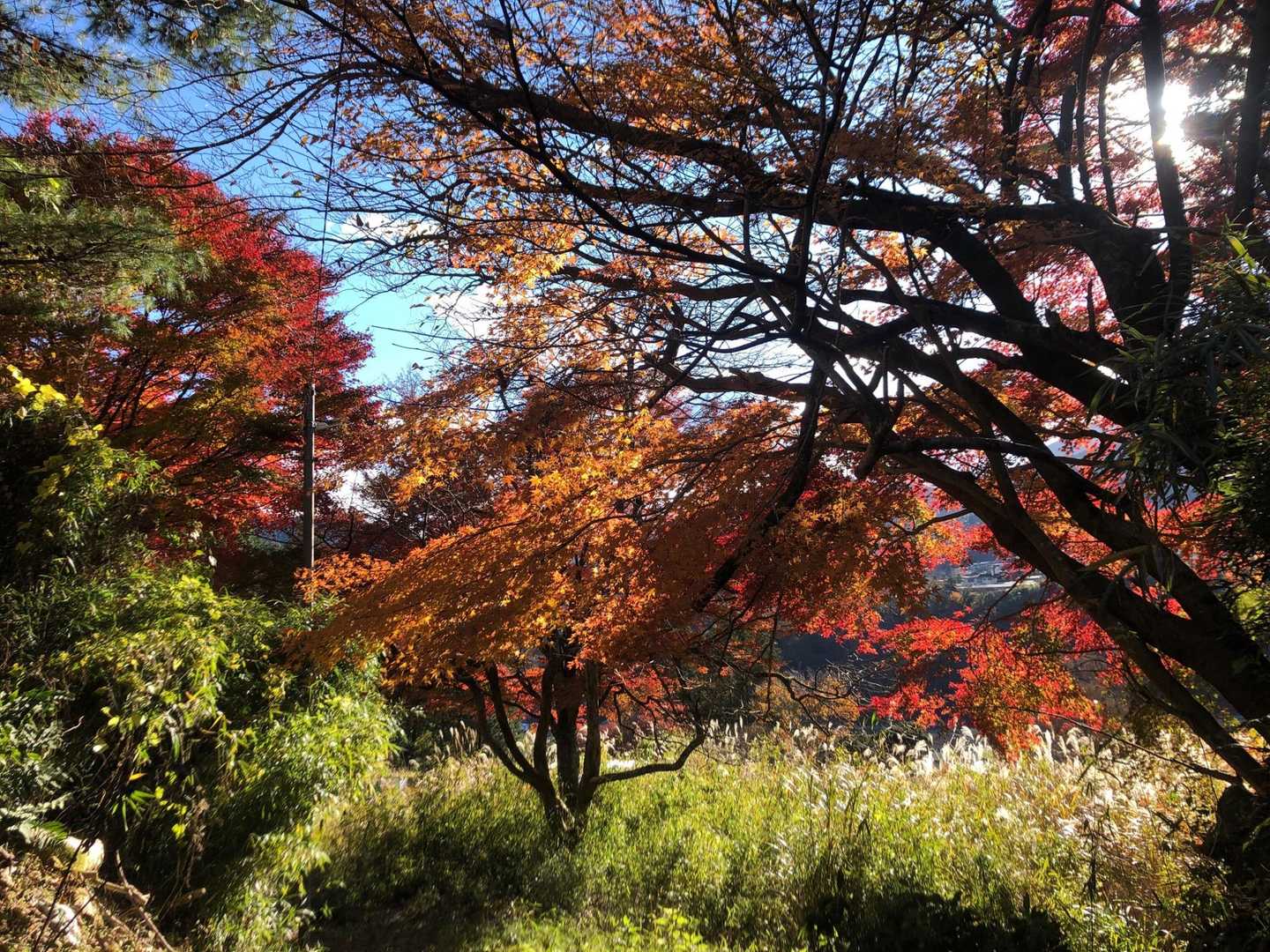 ギリ紅葉も🍁