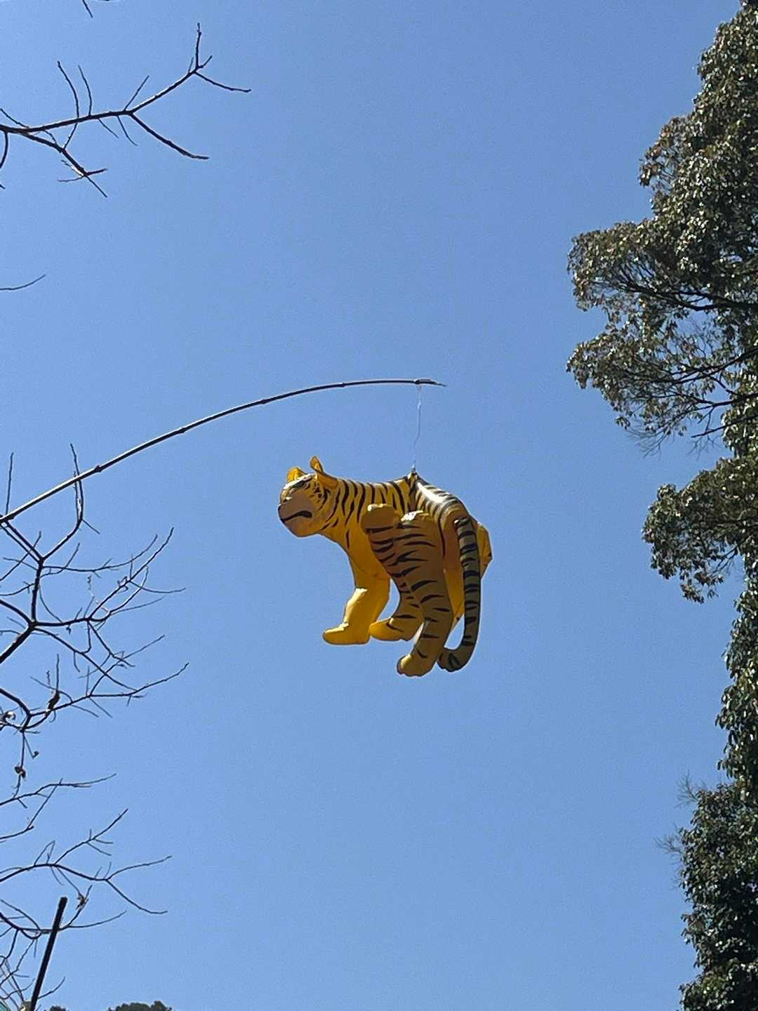 😂なんやろ〜〜🐅