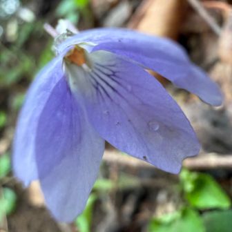 エイザンスミレ