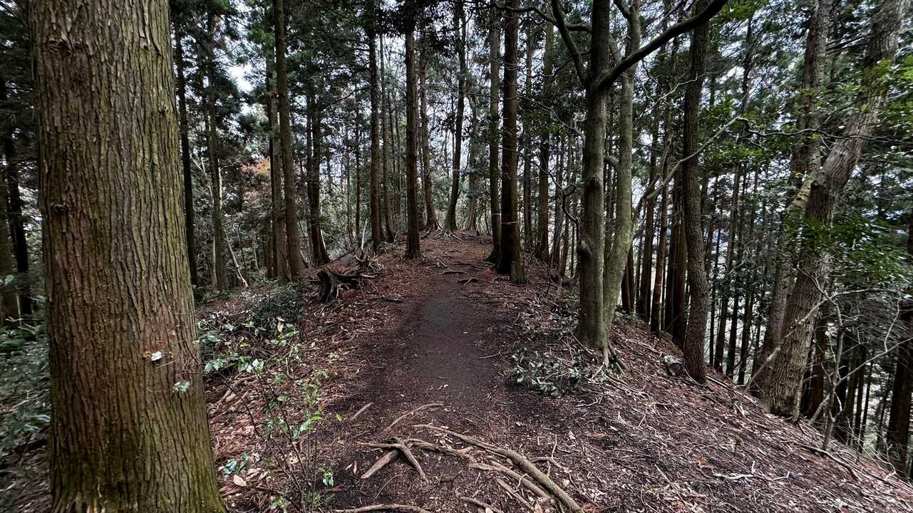 大山（ヤビツ峠〜大山〜鶴巻温泉）縦走 の写真 39