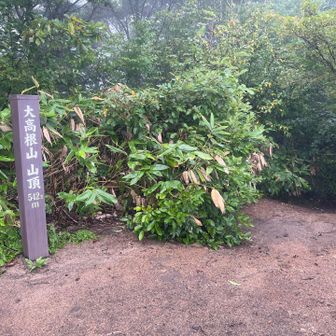 大高根山踏破。10分強で辿り着ける山頂の眺望は……
