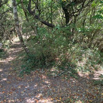 前は矢岳方面、右は矢岳駐車場方面‼️