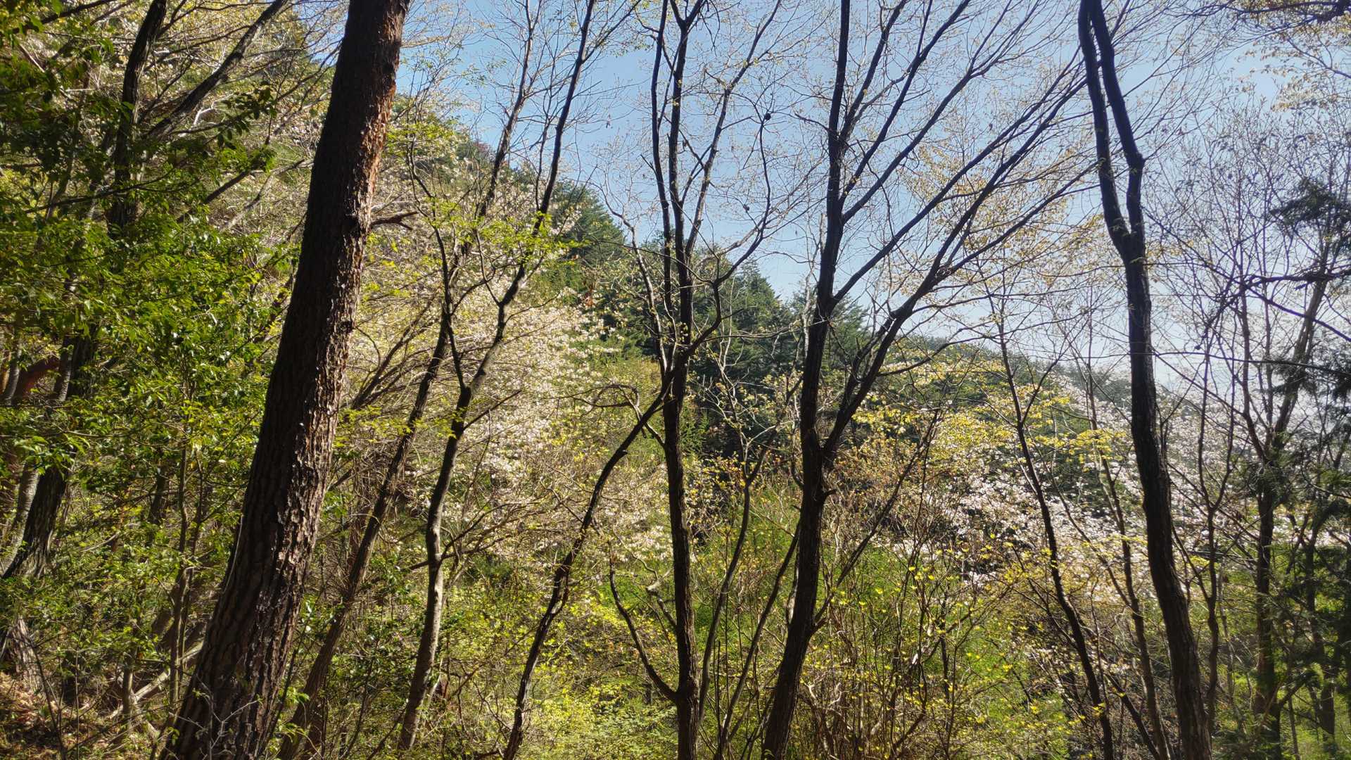わずかに残った山桜？青空と新緑がいいな～
