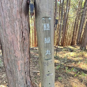 　1か月ぶりのジャンクションピーク、醍醐丸（867m）は八王子市の最高峰で、三頭山・甲州軍荼利神社へも分岐する。
　今日の最高地点まで続く地味な登りは、九十九折りであっても堪えた。