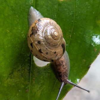 上高地のカタツムリ🐌
贅沢なゆったり山旅でした
感謝です😊